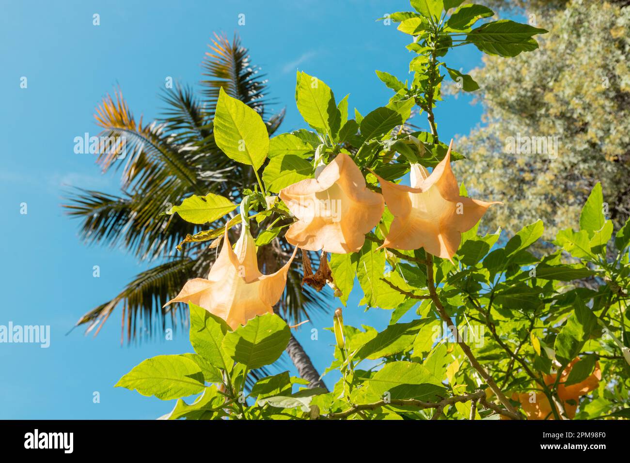 Datura fiori su cielo blu. Fiori gialli. Molti giallo Brugmansia chiamato angeli tromba o fiore Datura fiorire a Madeira Foto Stock