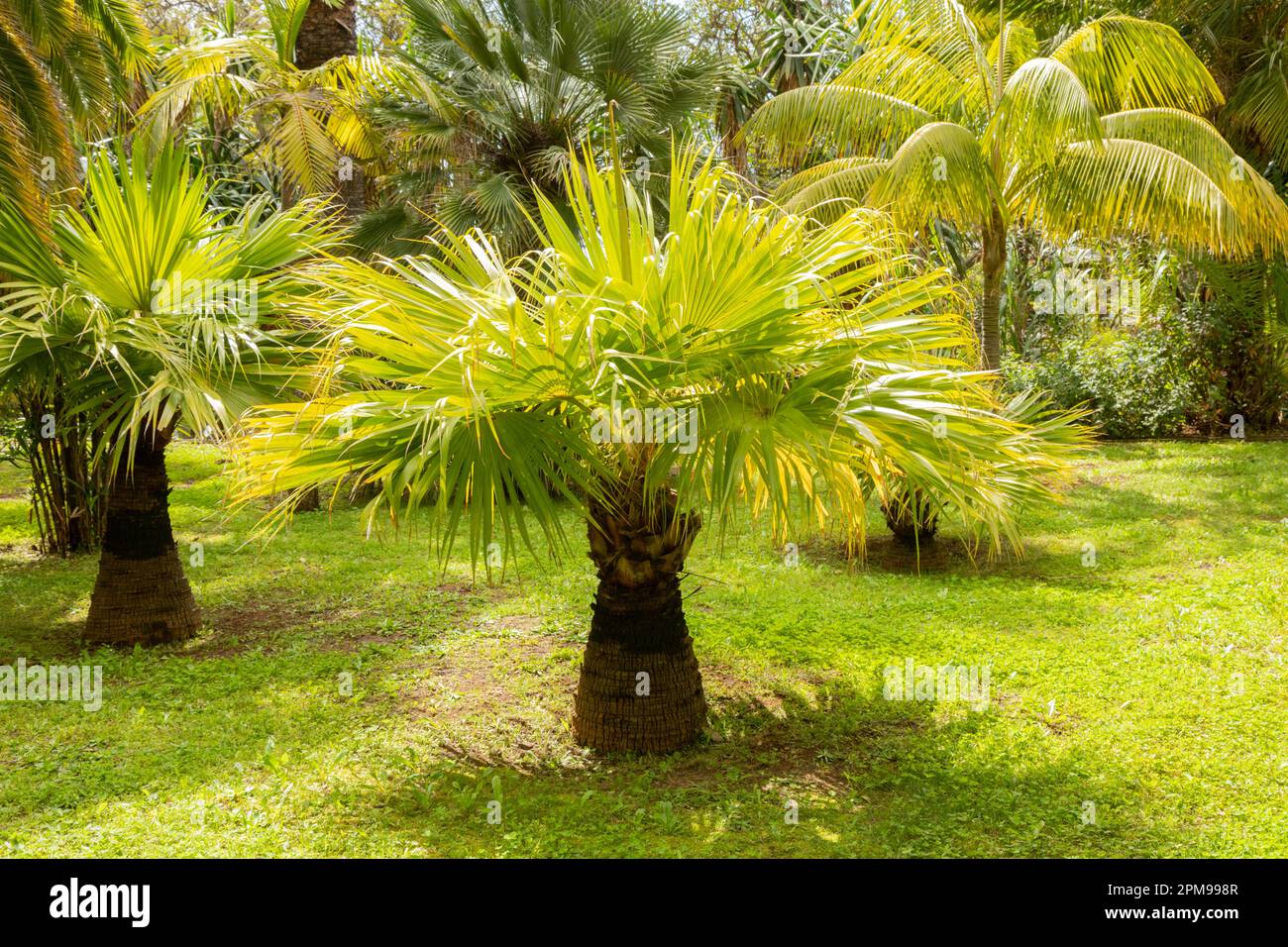Giardini botanici di Madeira con palme Foto Stock