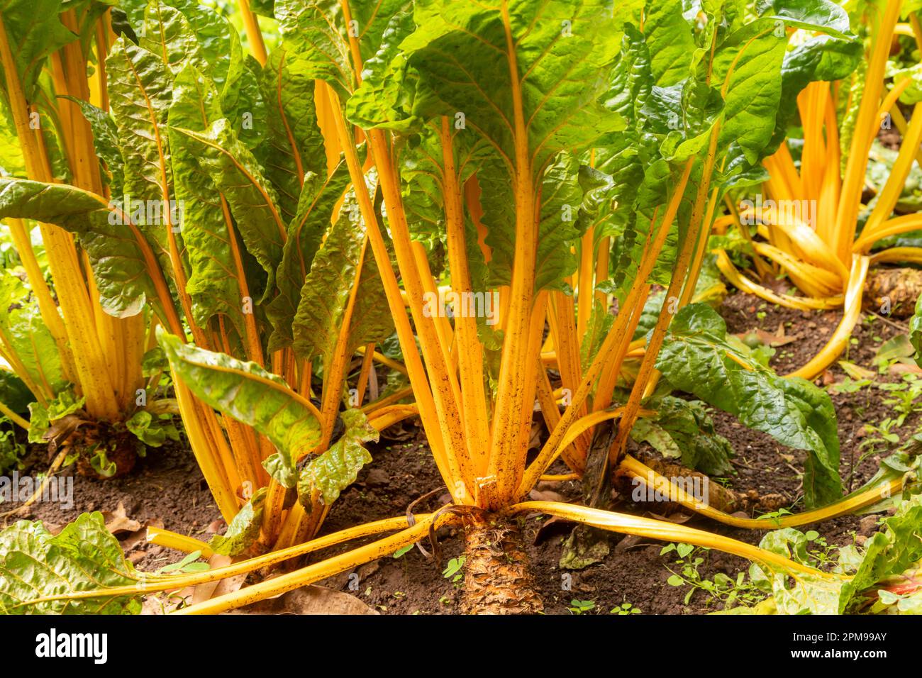 Chard piante in sole Foto Stock