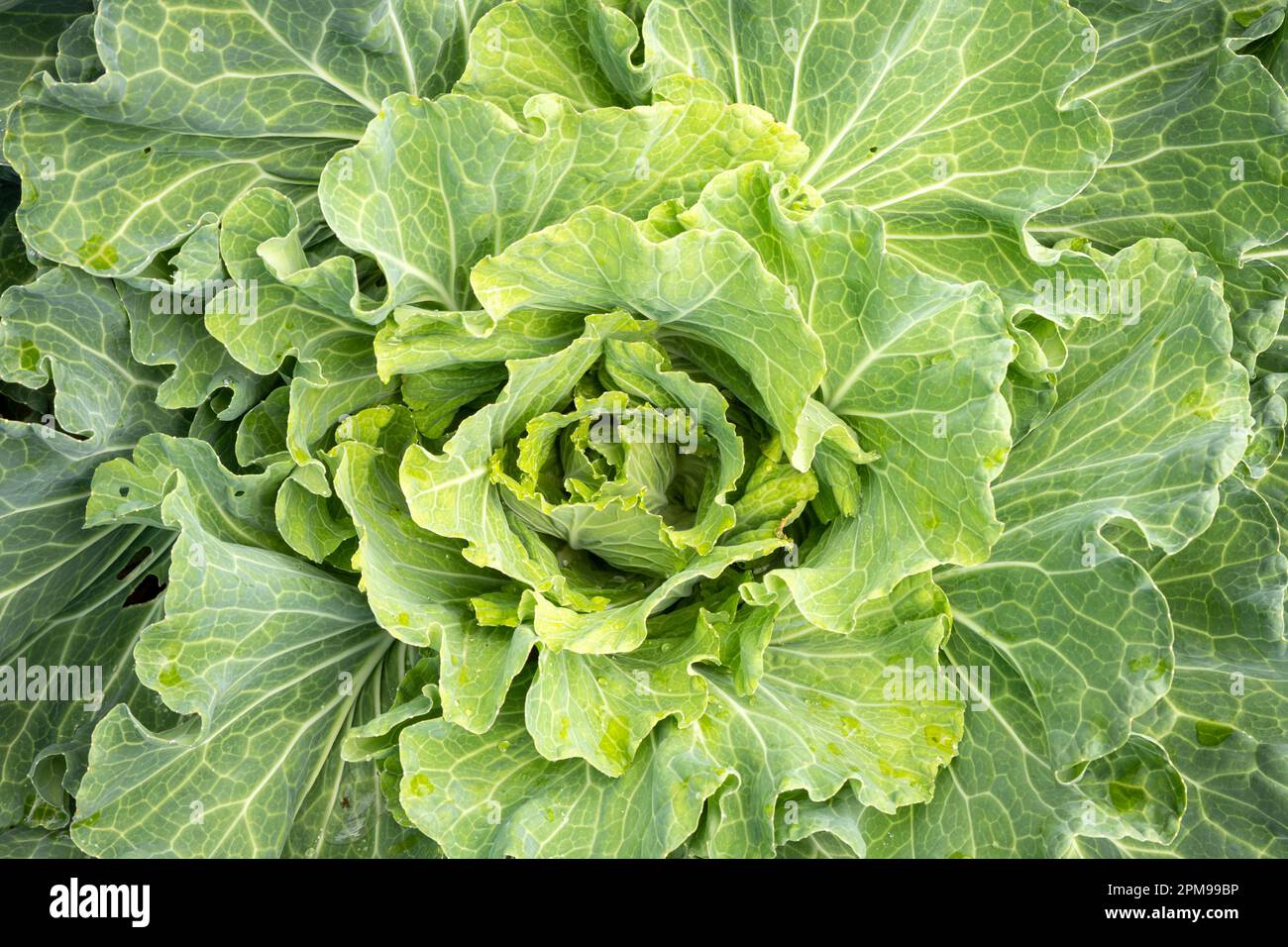 Primo piano della testa di pianta di cavolo Foto Stock