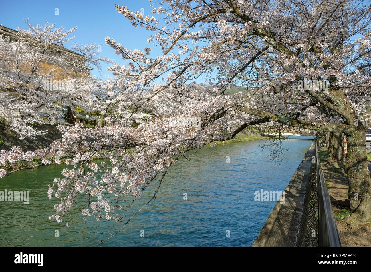 Viste del canale Okazaki con fiori di ciliegio a Kyoto, Giappone. Foto Stock