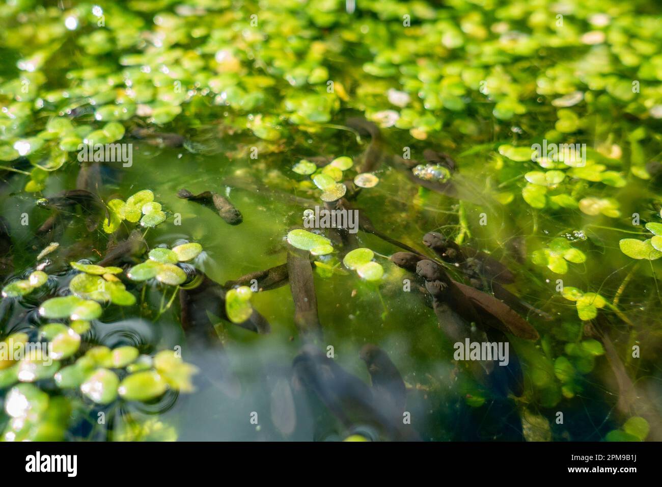 Massa di tadpoles della rana comune (Rana temporaria) mostrando branchie in un sano stagno giardino con acqua pulita, alghe di anatre e stagno alghe alghe alghe, Regno Unito Foto Stock