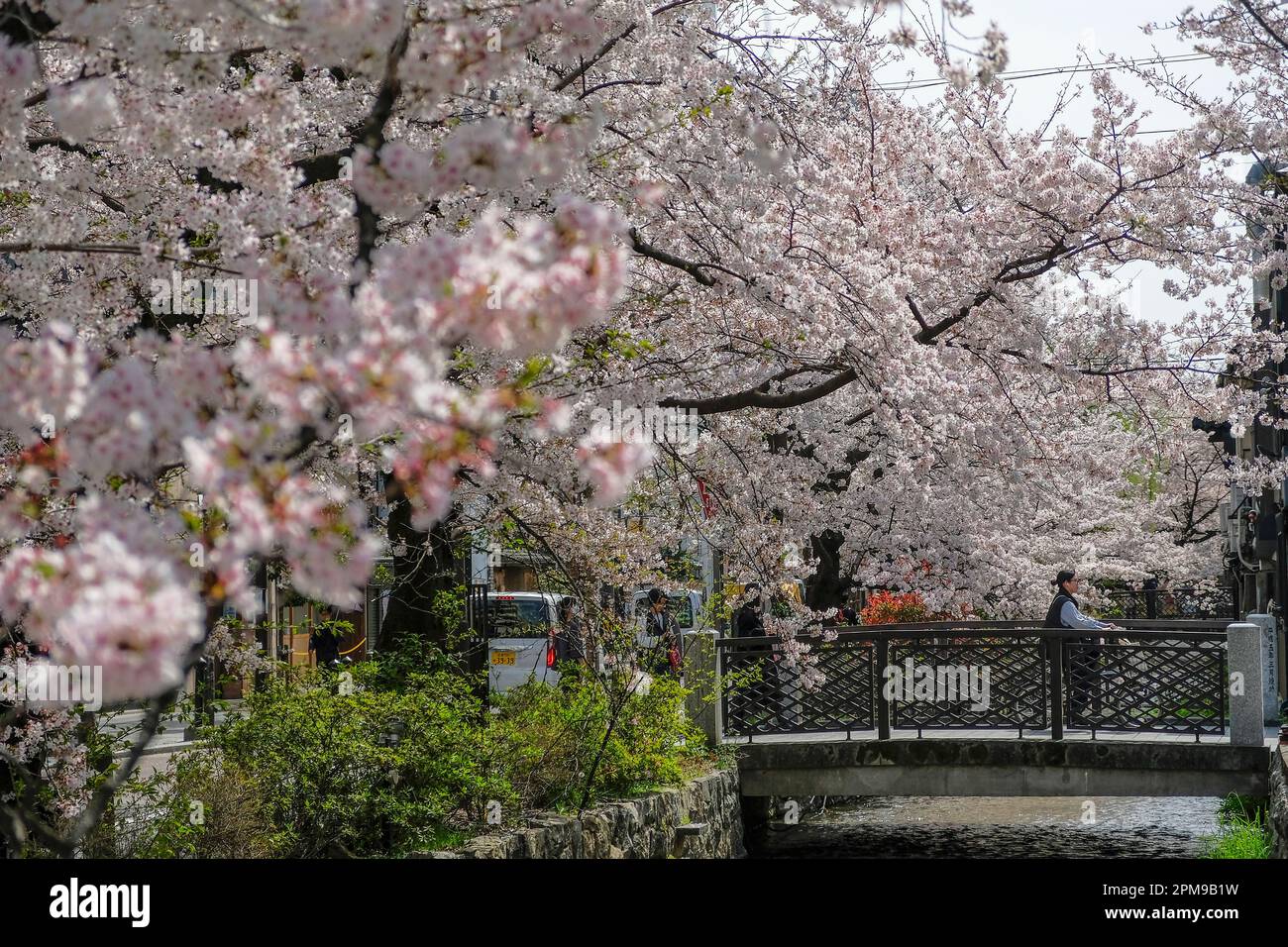 Kyoto, Giappone - 31 marzo 2023: Fioritura dei ciliegi sul fiume Takase in via Kiyamachi a Kyoto, Giappone. Foto Stock