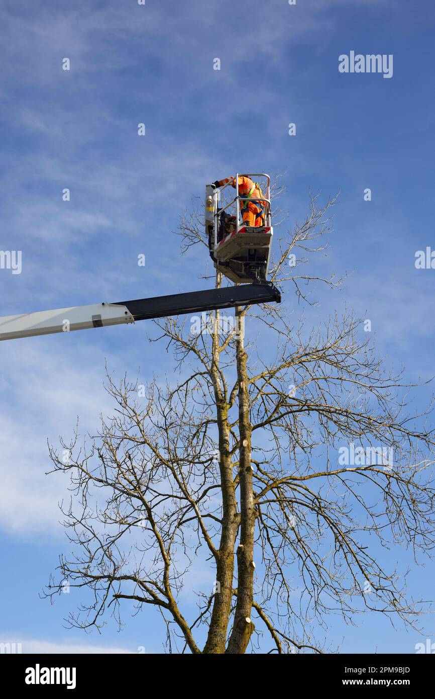 Albero chirurgo abbattimento di un albero di Ash malato a 900ft nel North Yorkshire Foto Stock