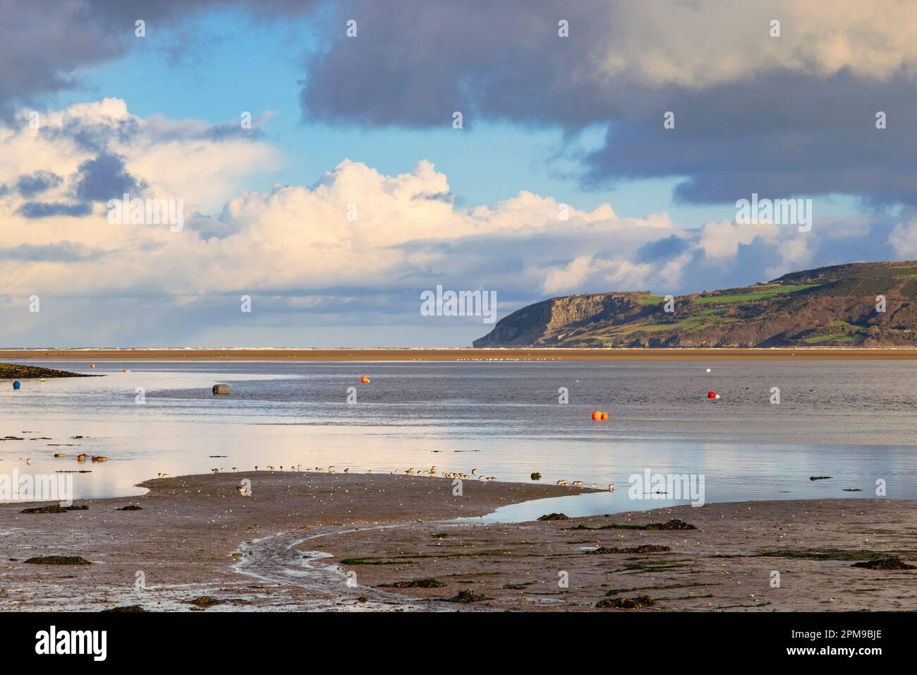 Un gregge di Dunlin (Calidris alpina) si nutrono di uccelli in guado sulla costa prima della marea in arrivo a Red Wharf Bay, Benlech, Isle of Anglesey, Wales, UK Foto Stock