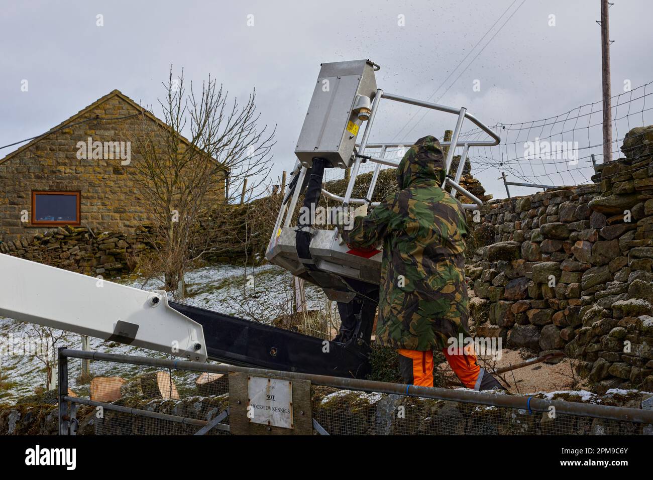 Albero chirurgo abbattimento di un albero di Ash malato a 900ft nel North Yorkshire Foto Stock