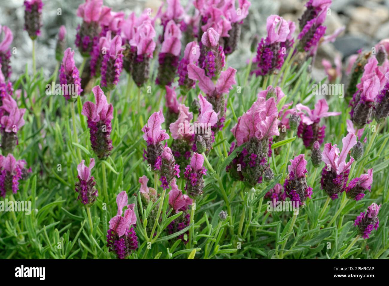 Foto di fiori di lavanda lavandula stoechas bandera rosa profonda lavanda spagnola Foto Stock