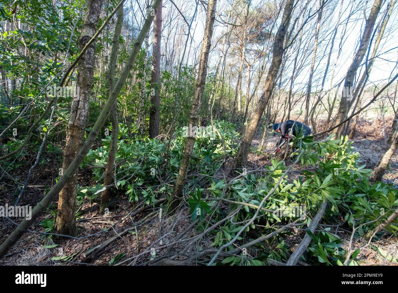 Eliminazione o rimozione di cespugli invasivi di rododendri dalla campagna, Surrey, Inghilterra, Regno Unito Foto Stock