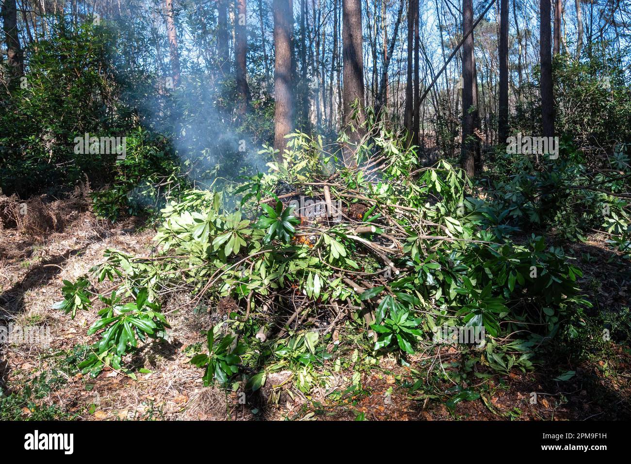 Pulizia e bruciatura di cespugli invasivi di rododendri dalla campagna, Surrey, Inghilterra, Regno Unito Foto Stock