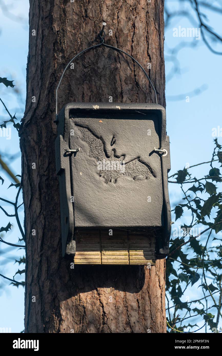 Grande scatola rettangolare nera pipistrello su un pino, scatola crevice pipistrello per pipistrelli in una foresta, Inghilterra, Regno Unito Foto Stock