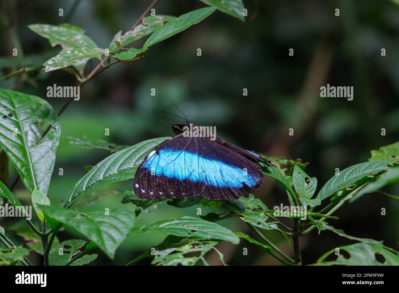 Primo piano macro blu nero morfo farfalla in piedi sulle foglie della foresta amazzonica. Fuoco selettivo della farfalla. Foto Stock