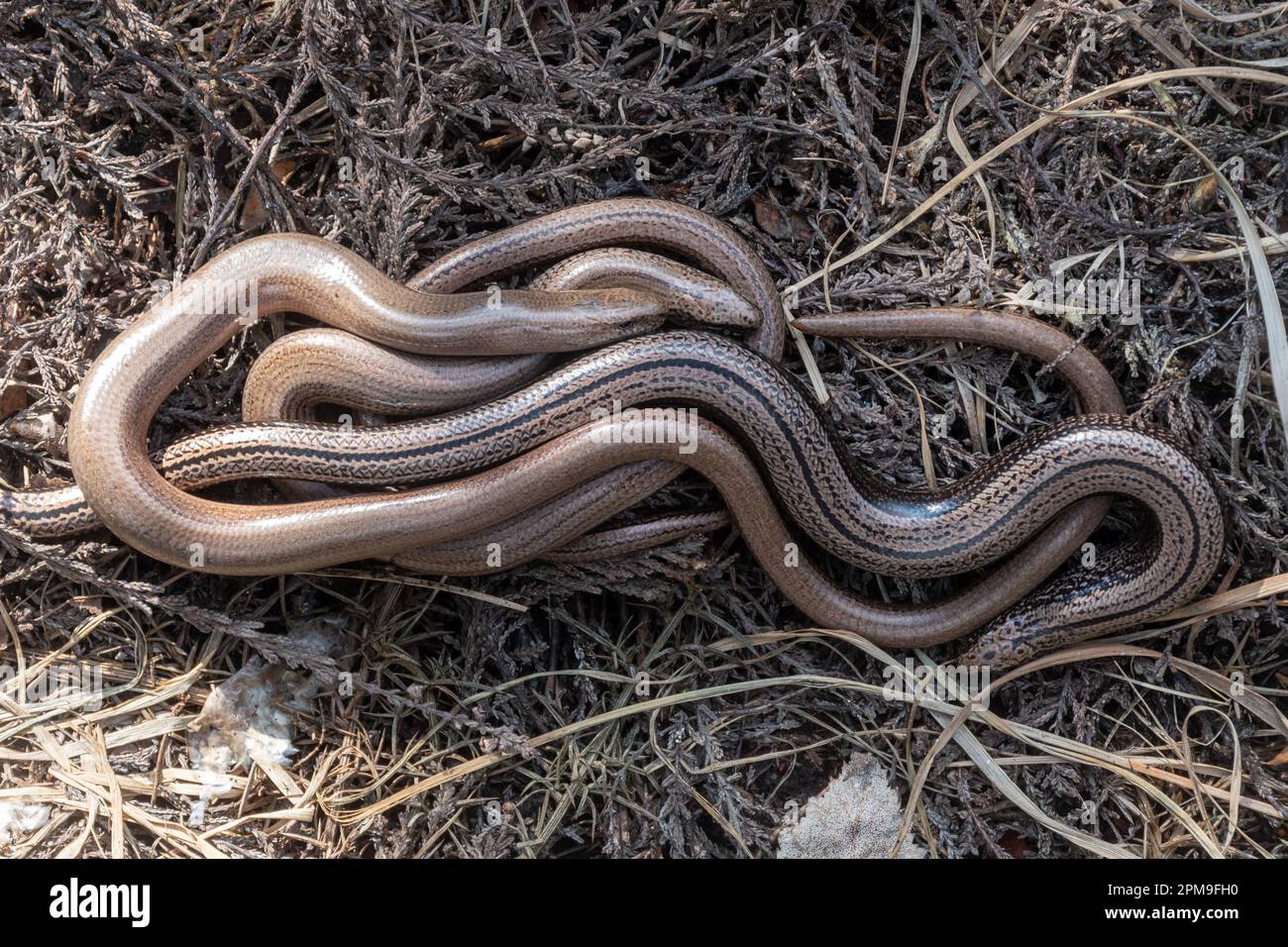 Tre vermi lenti (Anguis fragilis) avvolti l'uno intorno all'altro, comportamento rettile, Inghilterra, Regno Unito Foto Stock
