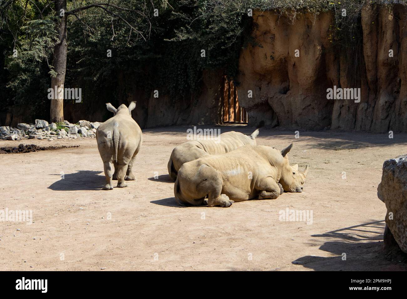 Rinoceronte bianco, rinoceronte in gruppo, rinoceronte desolato, rinoceronte addormentato, savana Foto Stock