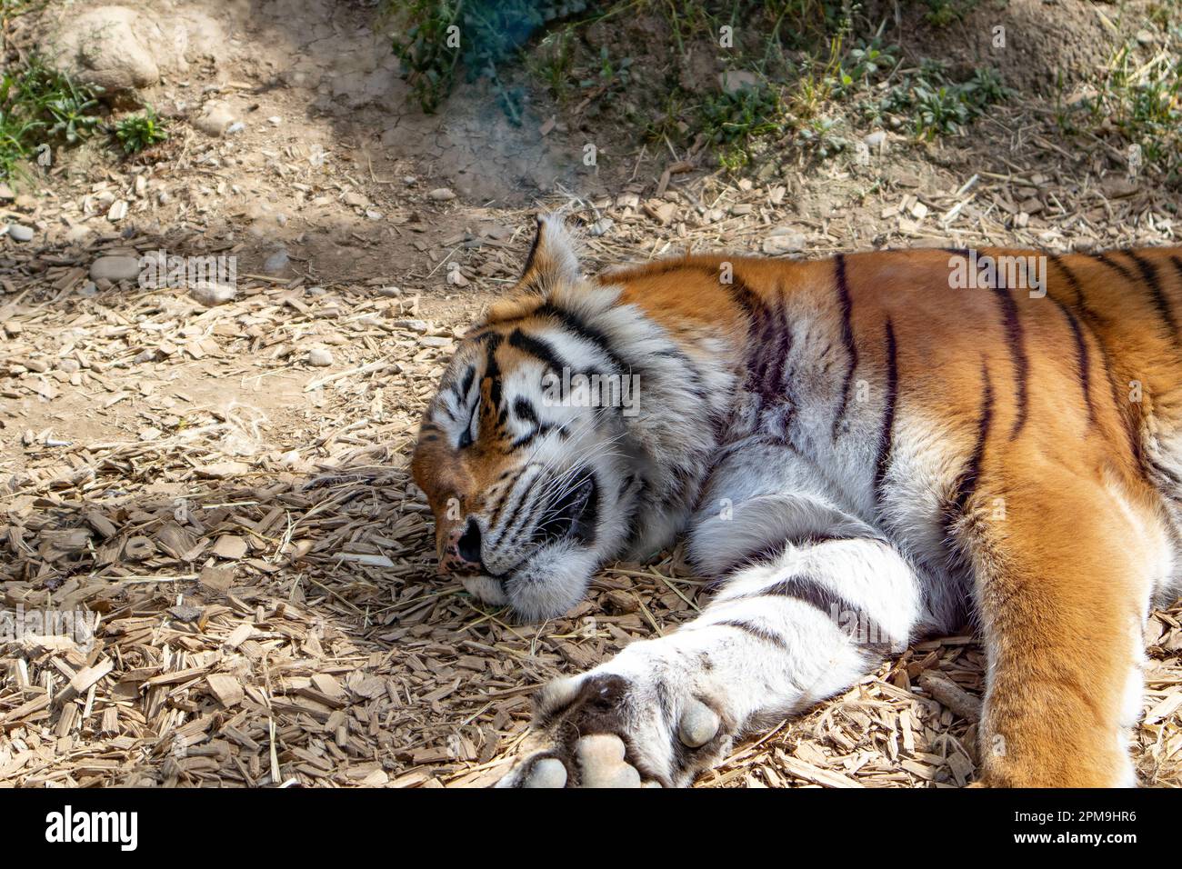 tigre addormentata, tigre nella savana addormentata, tigre macchiata Foto Stock