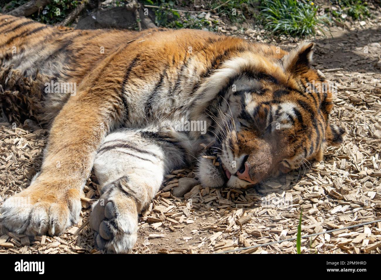 tigre addormentata, tigre nella savana addormentata, tigre macchiata Foto Stock