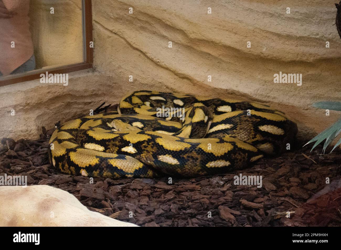 nero e giallo serpente grande dormire allo zoo Foto Stock