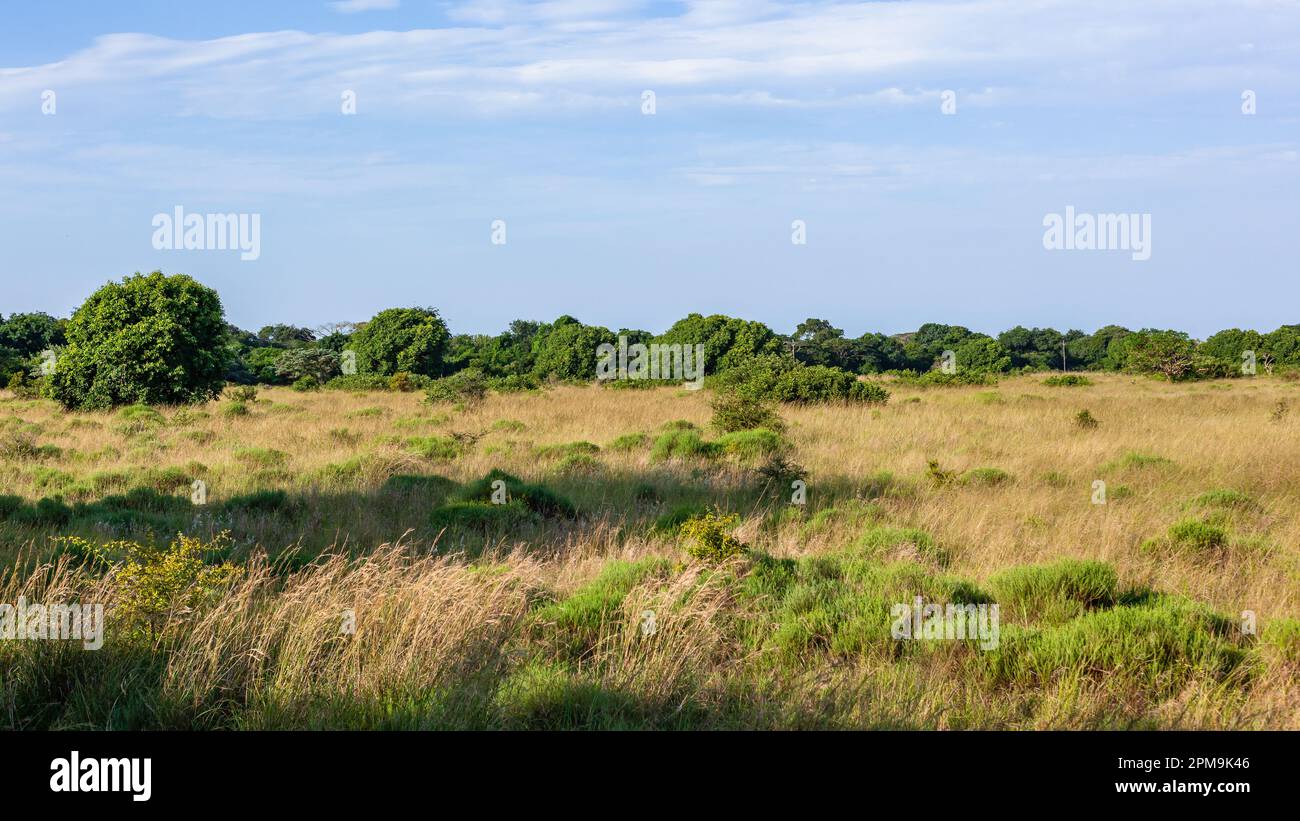 Natura selvaggia macchia terreno fitta erba alberi denso paesaggio estivo Foto Stock