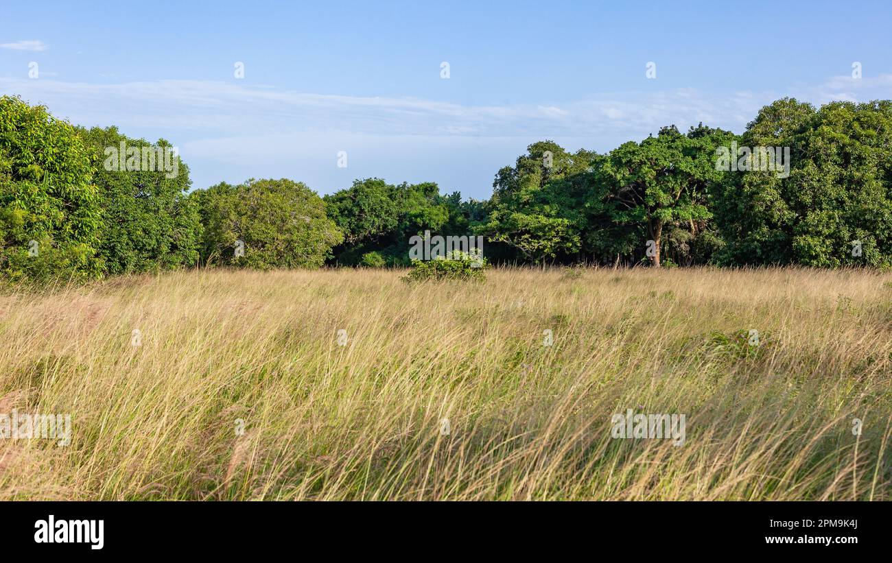 Natura selvaggia macchia terreno fitta erba alberi denso paesaggio estivo Foto Stock