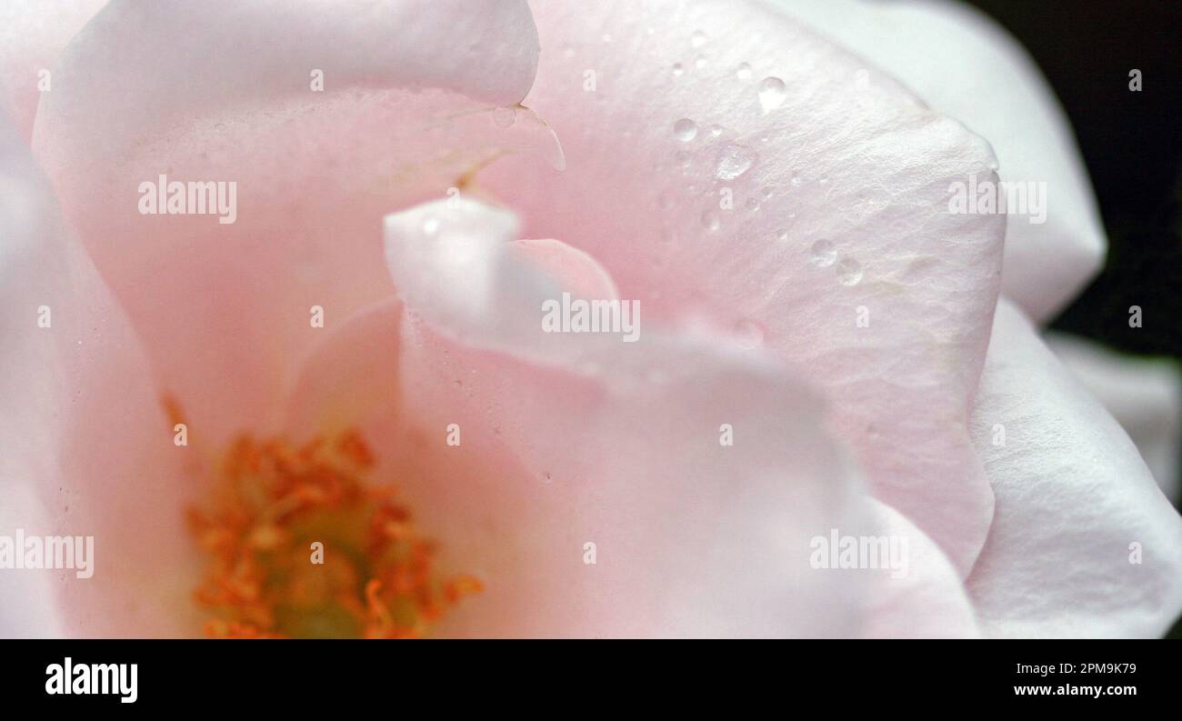 Gocce di pioggia sui petali di rosa. Immagine macro soft focus di gocce di pioggia su petali rosa pallido. Fresco, romantico, femminile. Giardino all'inglese, settembre Foto Stock