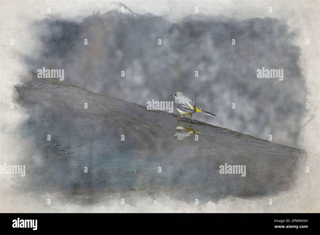 Un dipinto digitale ad acquerello di una Wagtail grigia, Motacilla cinerea camminando in acqua a uno stramazzo con riflessione nel Regno Unito. Foto Stock