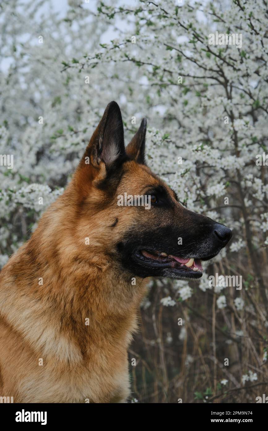 Cane pastore tedesco che in primavera si posa all'esterno su un bianco cespuglio fiorito. Cane di charme vicino a albero fiorito, primo piano ritratto vista profilo. Cartolina o in Foto Stock