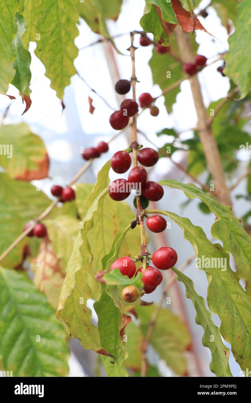 Tree Coffea arabica con frutta Foto Stock