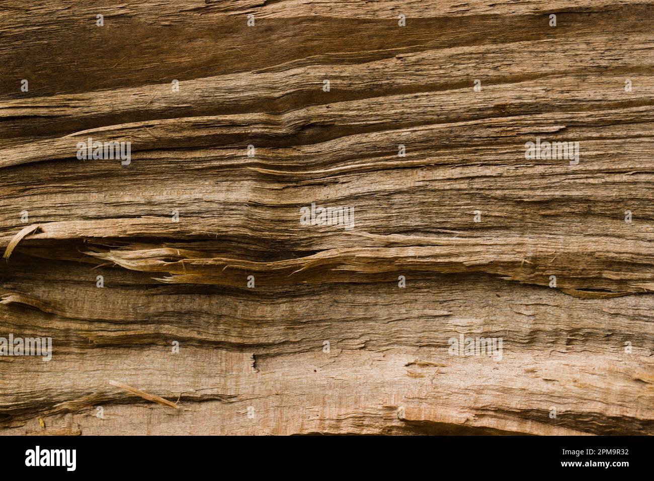Foto di un pezzo di legno crudo e tagliato. Foto Stock