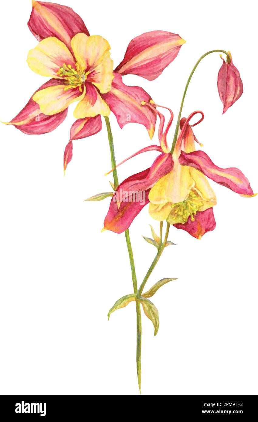 Watercoloir fucsia artigianale e aquilegia gialla. Illustrazione isolata. Illustrazione Vettoriale