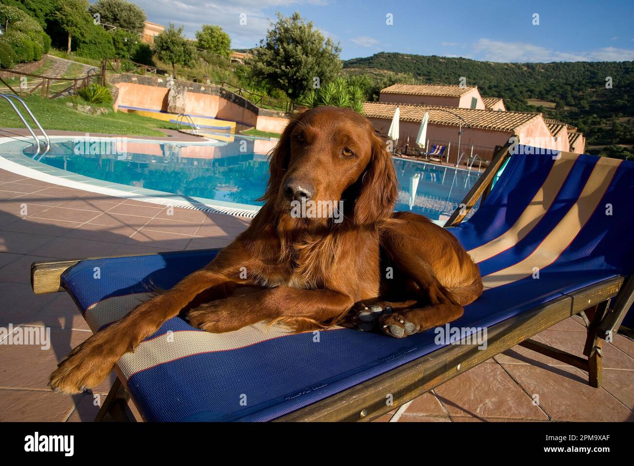 cuccia per cani in piscina, rilassati su una sdraio da spiaggia Foto Stock