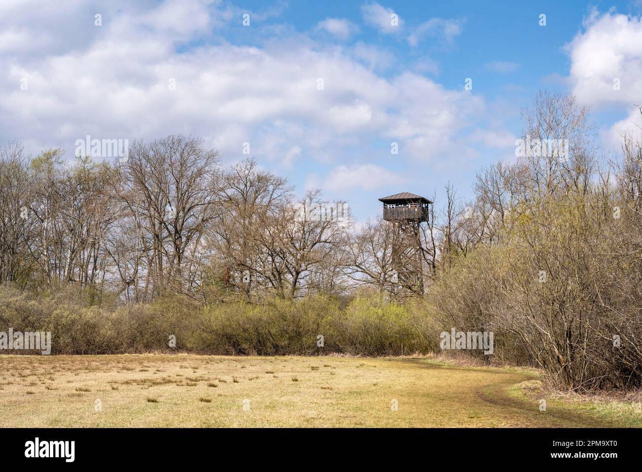 La torre di osservazione in legno alta 18 metri chiamata Torre Mettnau nella riserva naturale della penisola di Mettnau, vicino a Radolfzell sul lago di Costanza, Costanza Foto Stock