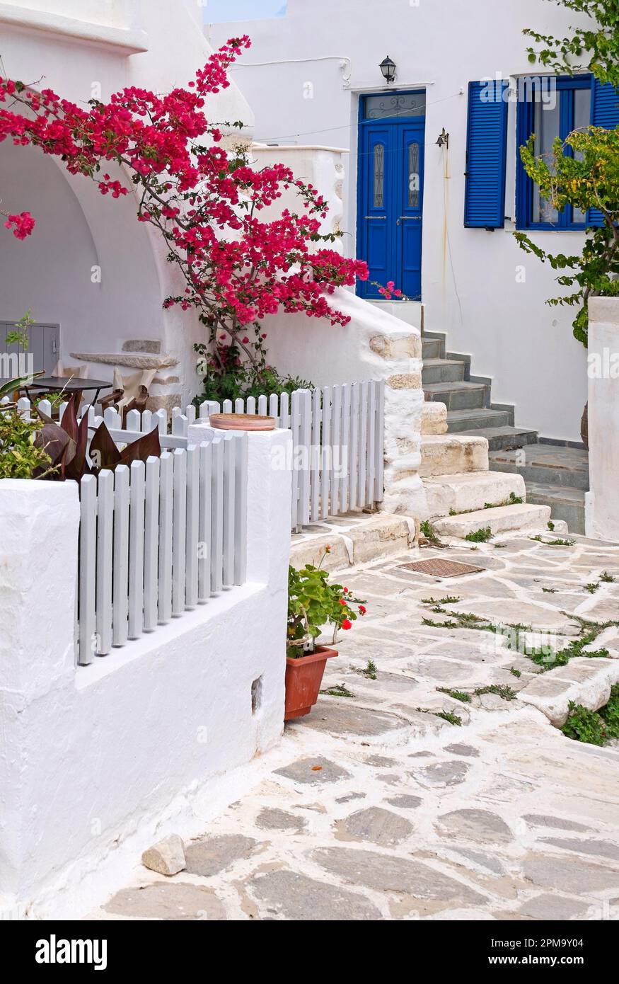 Vicolo con bougainvillea (bougainvillea) o triplo fiore, Parikia, Paros, Clyclades, Grecia Foto Stock