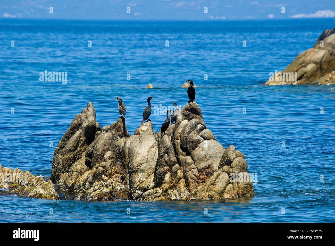 Parco Nazionale Arcipelago de la Maddalena. OPPURE. Sardegna. Italia Foto Stock