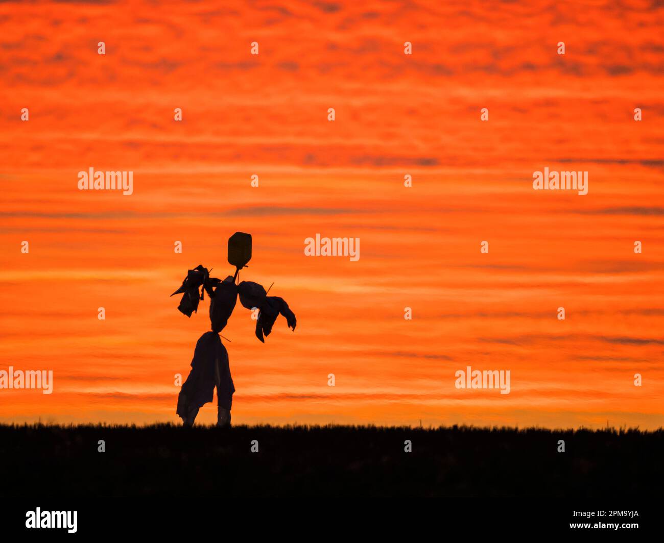 Scarecrow in plastica silhouette contro un cielo luminoso da sera, Cambridgeshire, Inghilterra, Regno Unito Foto Stock
