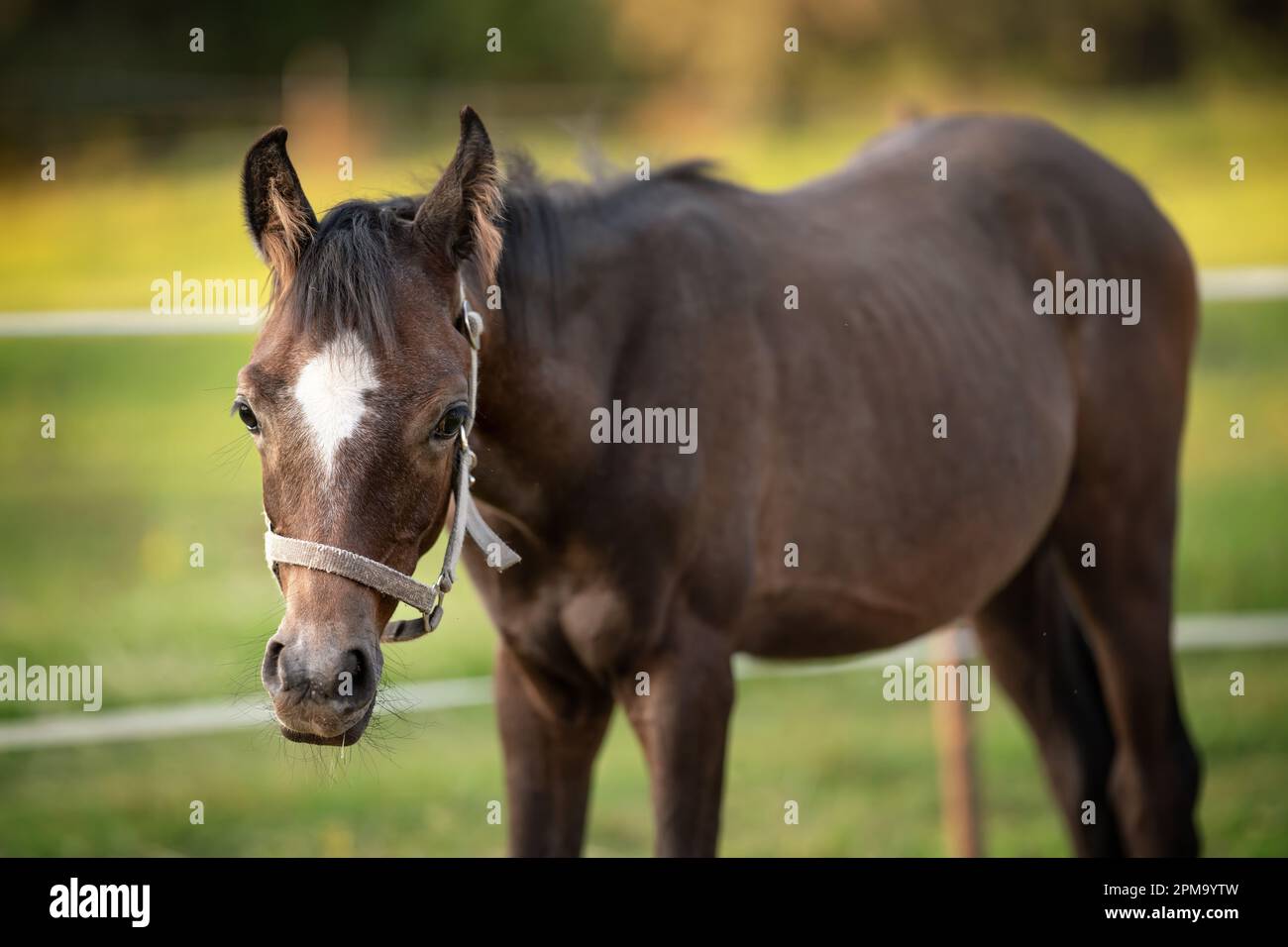 Giovane cavallo arabo marrone scuro, dettaglio primo piano alla testa, sfondo del campo verde sfocato Foto Stock
