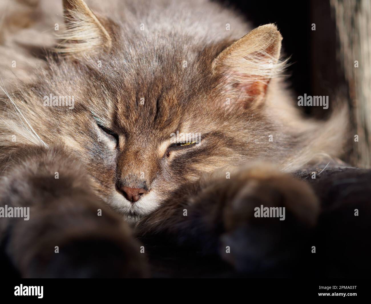 Daisy relax al sole Foto Stock
