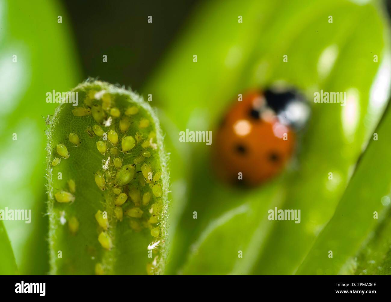 Coccinella, Coccinella 7-punctata, (sette-spot Ladybird). Coccinella settempunctata Foto Stock