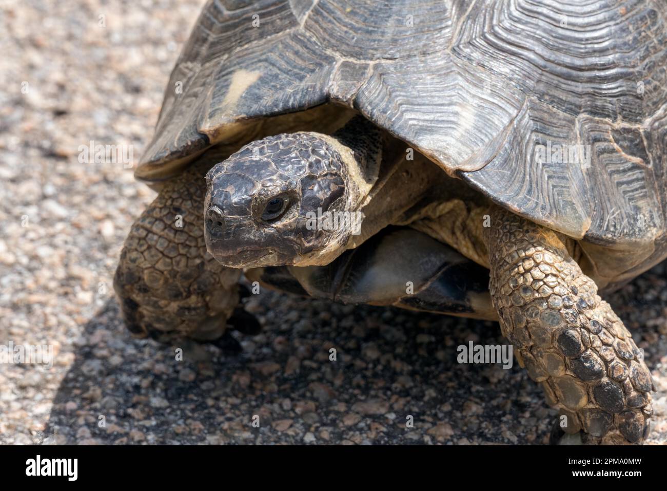 Sardo Testuggine marginata (Testudo marginata) Foto Stock