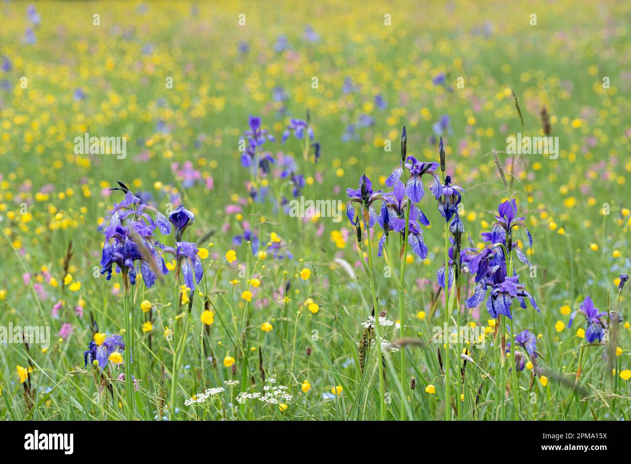 Iris blu (Iris sibirica) Foto Stock