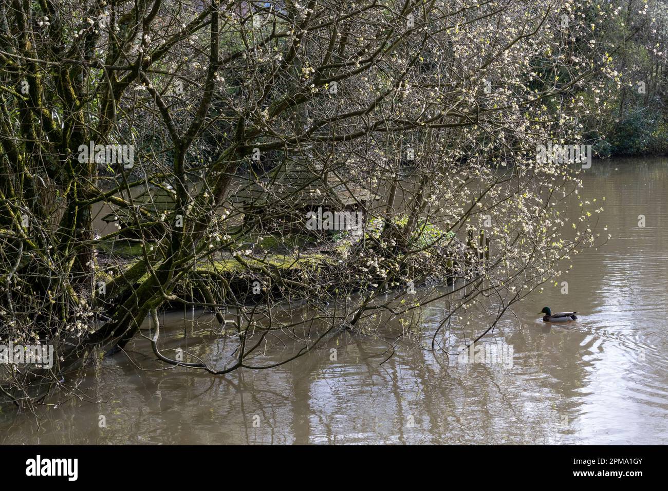 Anatra casa su un'isola nello stagno di Howard Park, Glossop, Derbyshire, Inghilterra. Foto Stock
