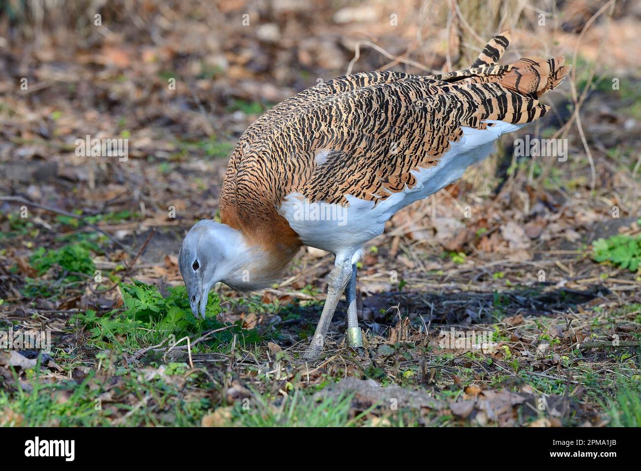 Gran bustarda (Otis tarda), maschio, Brandeburgo, Germania Foto Stock