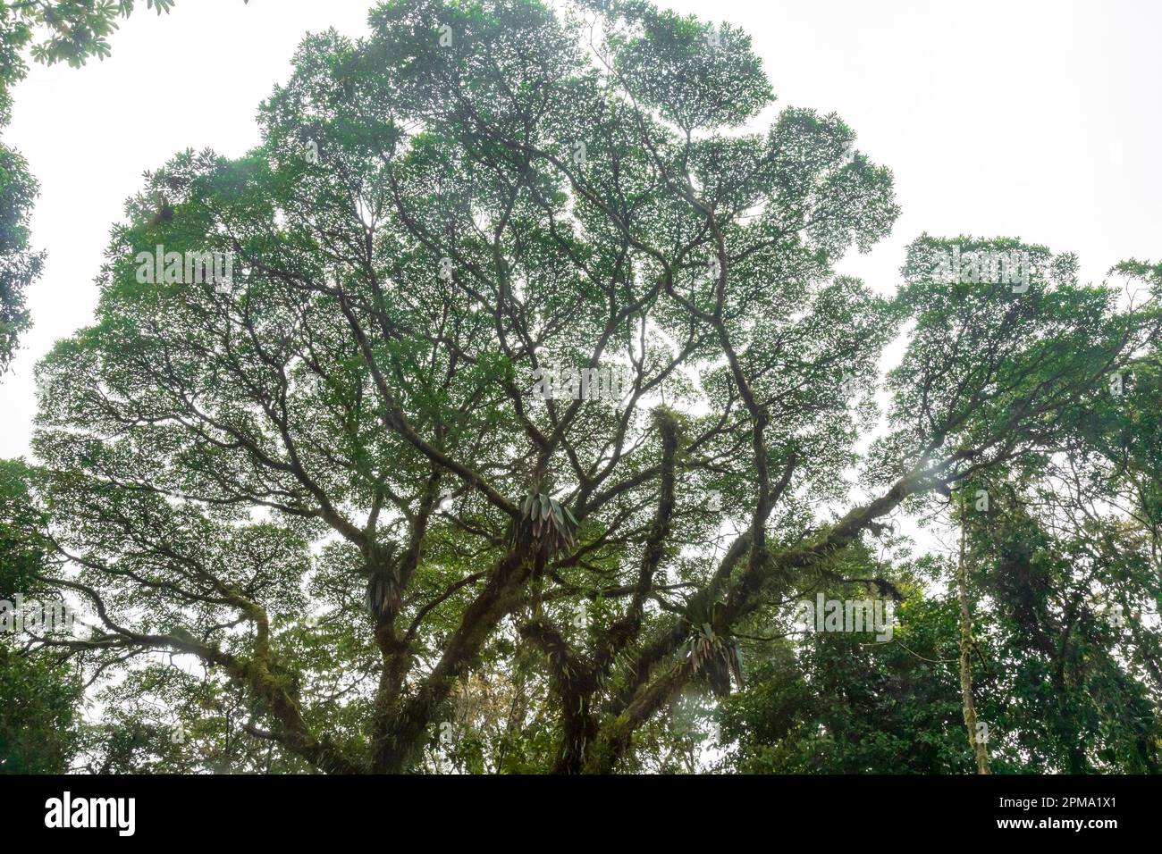 La Fortuna, Costa Rica - Un albero di Broccoli (Ceiba pentandra) nel Parco dei ponti sospesi di Mistico. Anche se conosciuto come l'albero di Broccoli in Costa Rica, elsewhe Foto Stock