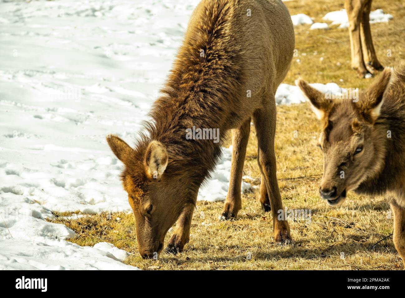 Locale Elk pascolo Foto Stock