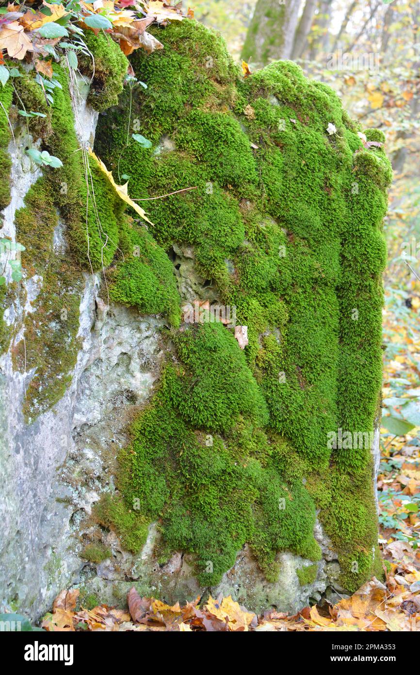 Nella foresta in natura sulla pietra cresce muschio Anomodon Foto Stock