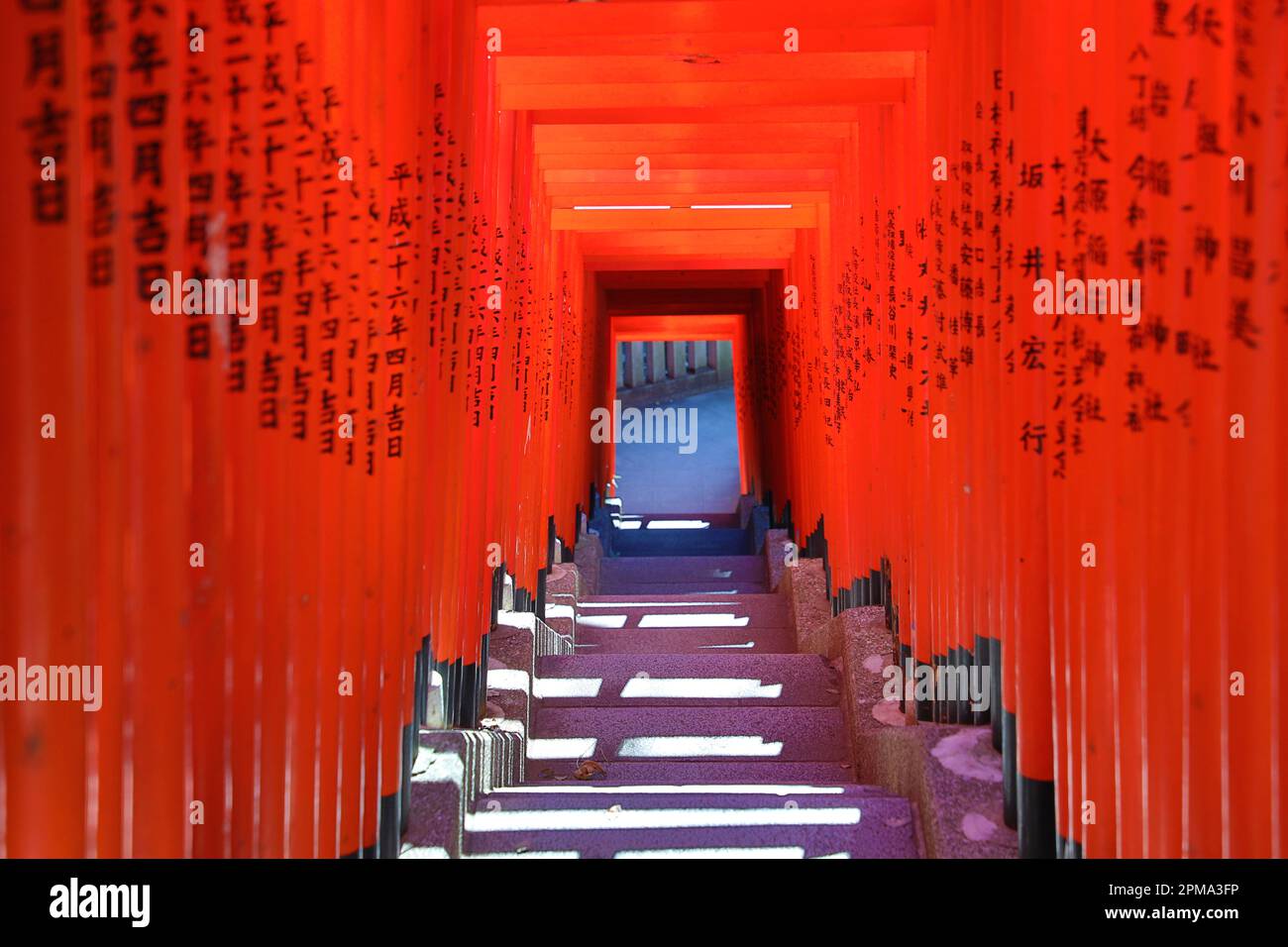 Red Torii Gate tunnel al Hie-Jinja sacrario scintoista, Tokyo, Giappone Foto Stock