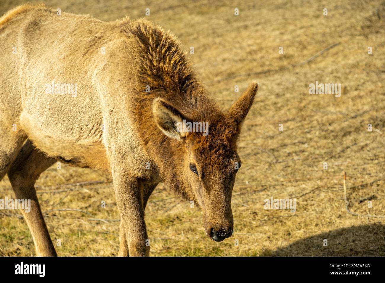 Locale Elk pascolo Foto Stock