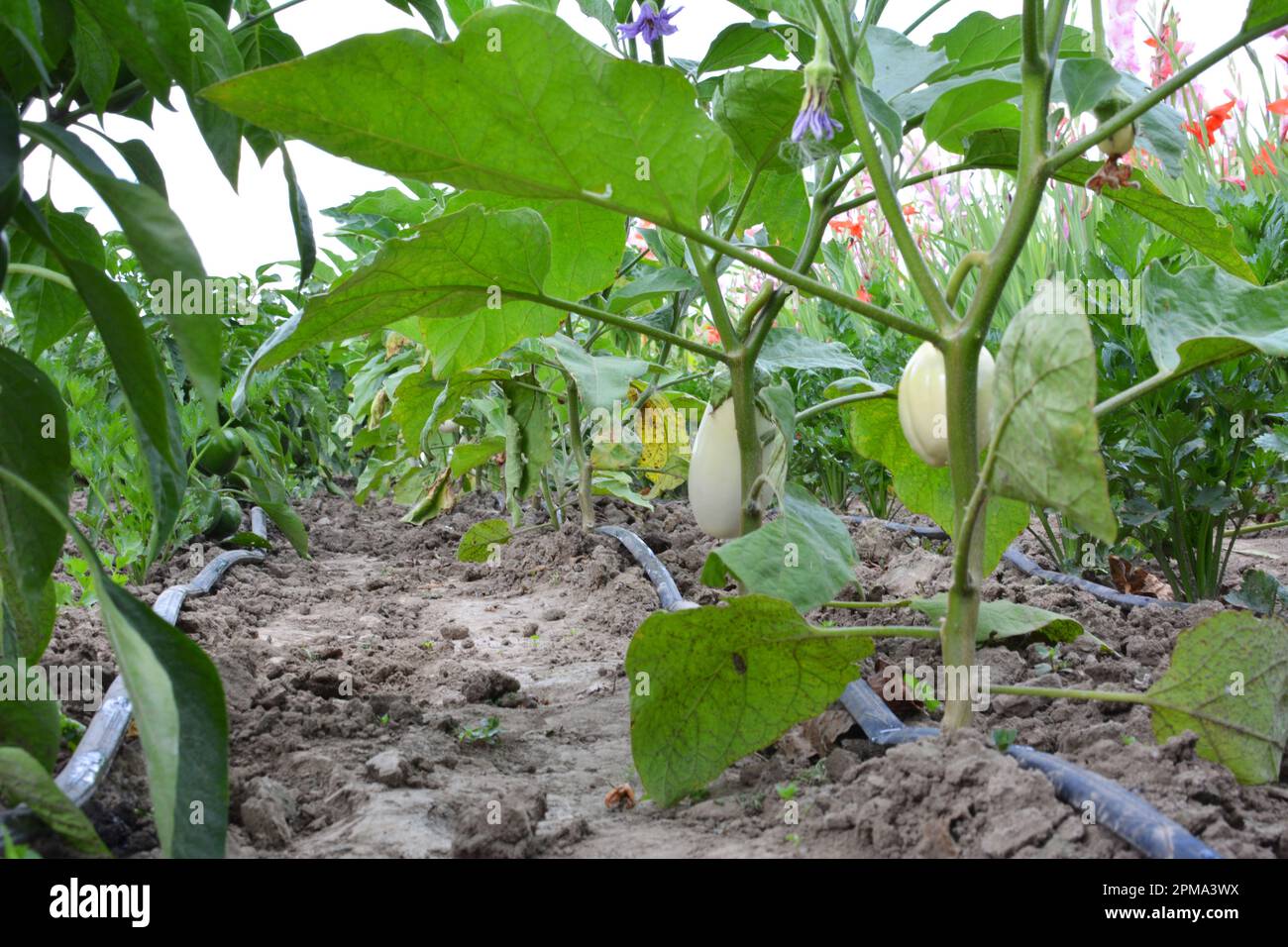 Irrigazione a goccia di colture vegetali che crescono in terreno aperto organico Foto Stock