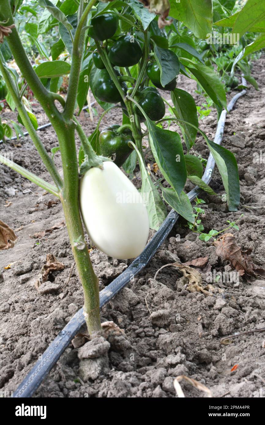 Irrigazione a goccia di colture vegetali che crescono in terreno aperto organico Foto Stock