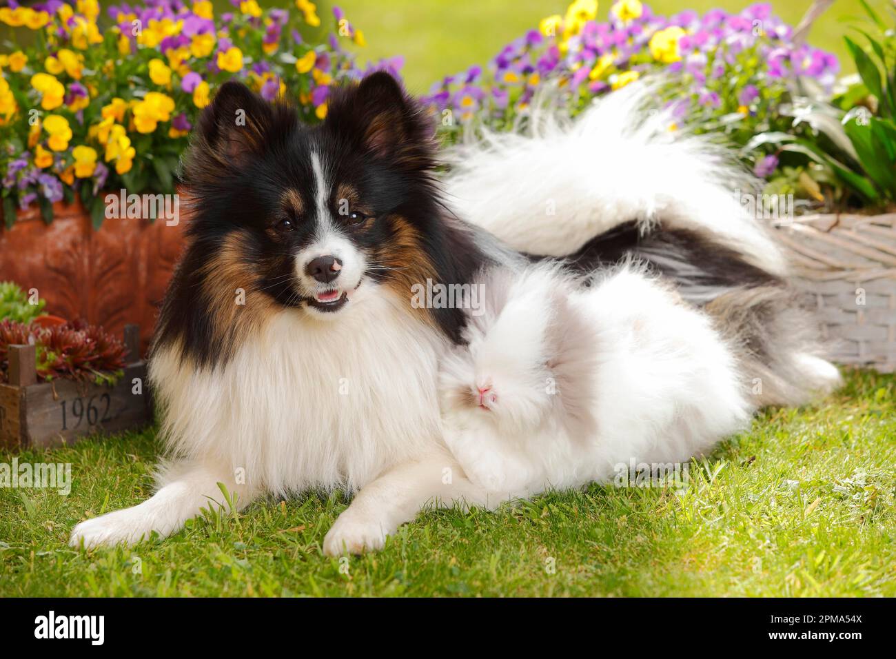 Cane di razza mista e coniglio nana peloso Foto Stock