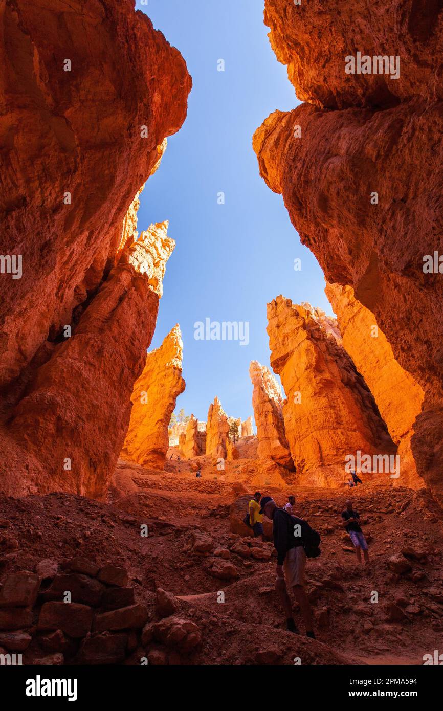 Wall Street, Navajo Loop Trail, Bryce Canyon, Utah, Stati Uniti Foto Stock