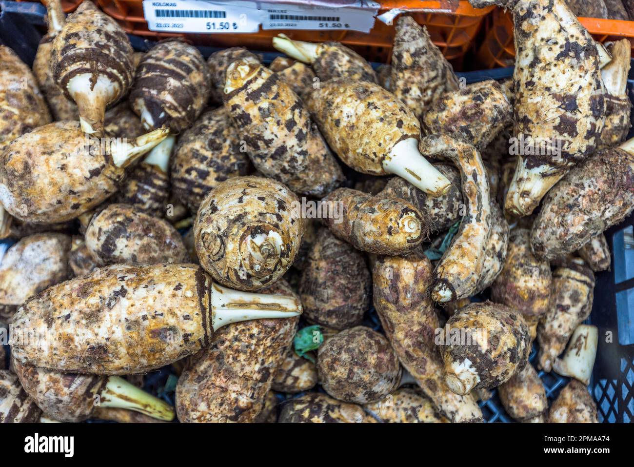Kolokas, o colocasia, un vegetale commestibile radice ampiamente usato da Cipro al Medio Oriente e all'Asia. Kolokasi è una specialità cipriota. La verdura assomiglia a una miscela di patate e topinambur carciofo. Viene tagliato a cubetti e servito cotto Foto Stock